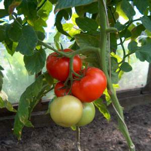Rich harvest even in cold regions: Snow Tale tomato