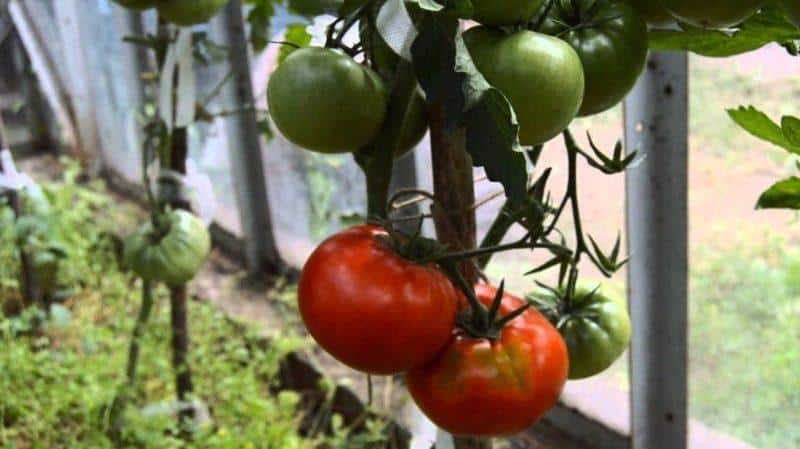 Grow an Idol tomato on your plot and enjoy an early, abundant harvest
