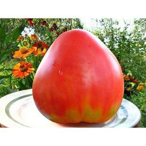 A gift to farmers from Russian breeders: Velmozha tomato - an early ripening variety with a bountiful harvest