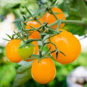 Unusual-looking and amazingly tasty Honey Drop tomato