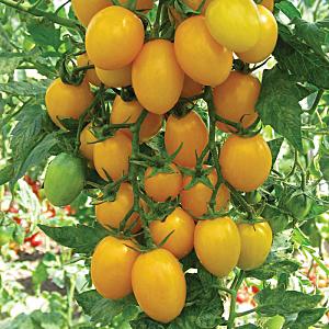 Unusual-looking and amazingly tasty Honey Drop tomato