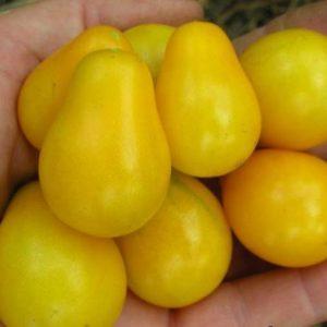 Unusual-looking and amazingly tasty Honey Drop tomato