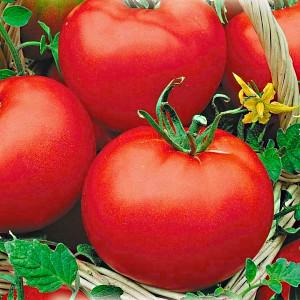 Hybrid tomato for canning and salads: tomato Anastasia