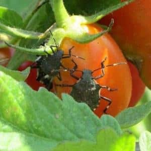 Why is the bug bug dangerous on tomatoes: control measures for effective and quick disposal of the pest