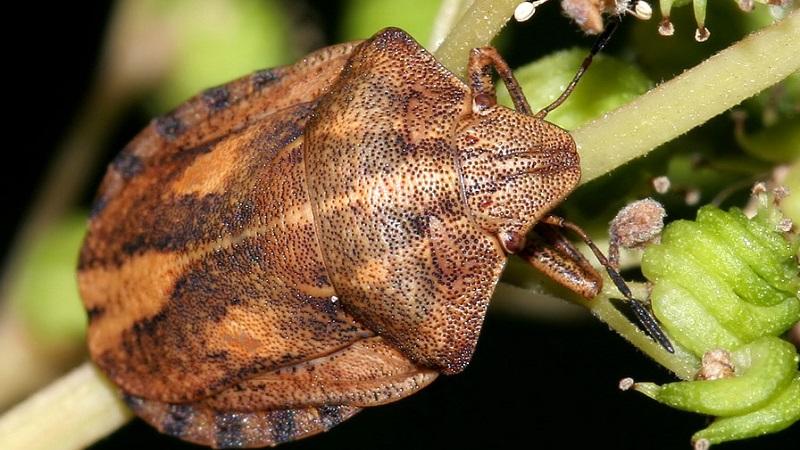 Pests and diseases of honeysuckle: signs of damage and methods of combating them