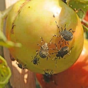 Why is the bug bug dangerous on tomatoes: control measures for effective and quick disposal of the pest