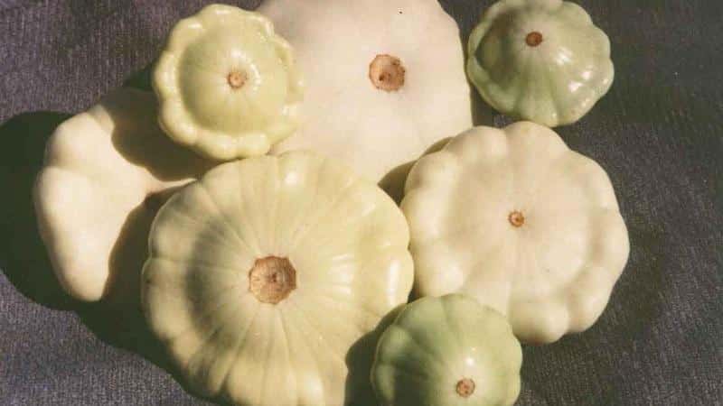 What is the difference between zucchini and squash: the difference in appearance, taste and other parameters