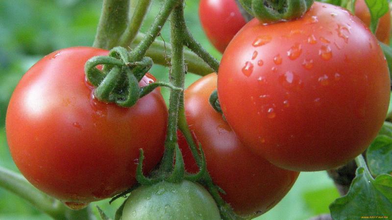 How is spraying boric acid beneficial for tomatoes?