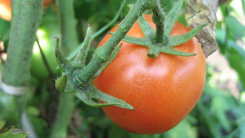 How is spraying boric acid beneficial for tomatoes?