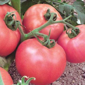 What are determinate tomatoes: we understand the concept and get acquainted with the best representative varieties