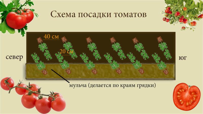 What are determinate tomatoes: we understand the concept and get acquainted with the best representative varieties