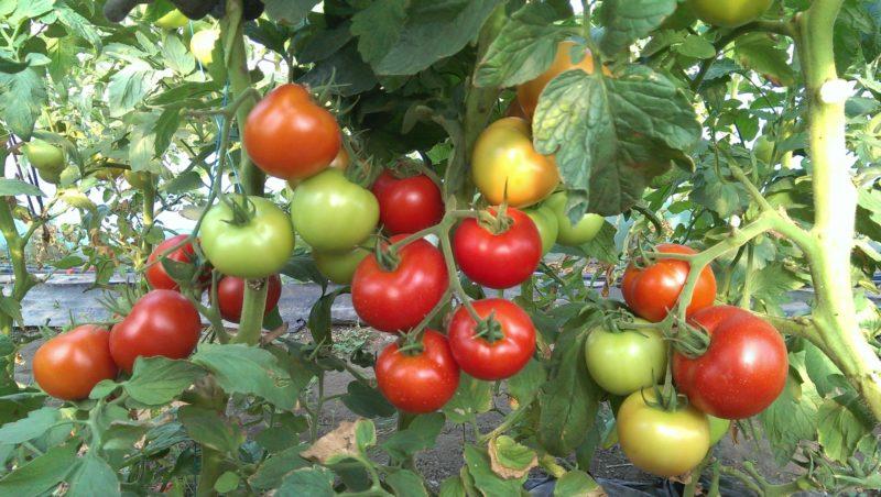 What are determinate tomatoes: we understand the concept and get acquainted with the best representative varieties