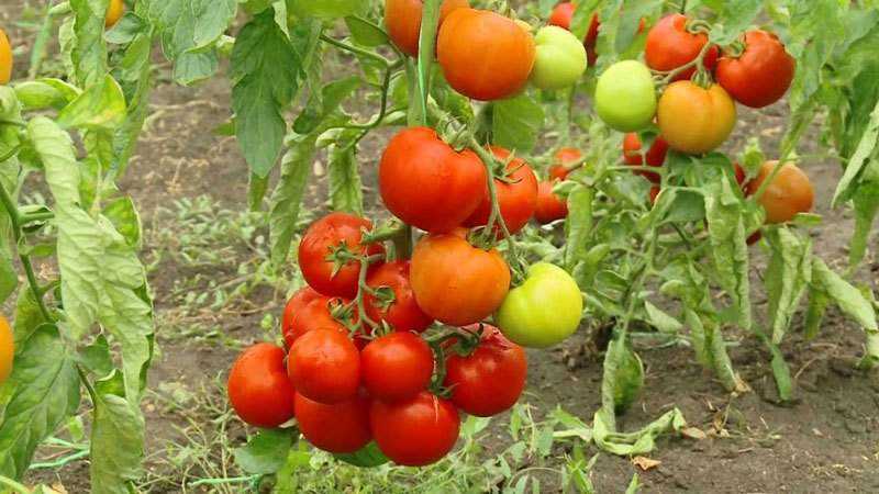 What are indeterminate and determinate varieties of tomatoes: differences between them, advantages and disadvantages