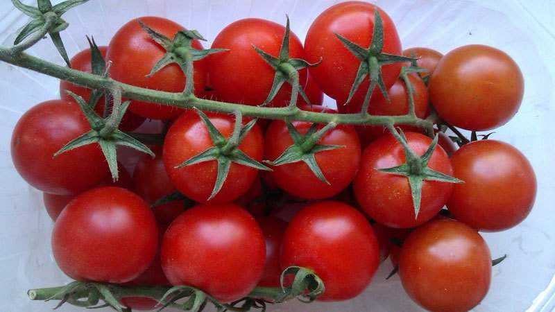 What are indeterminate and determinate varieties of tomatoes: differences between them, advantages and disadvantages