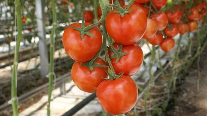 What are indeterminate and determinate varieties of tomatoes: differences between them, advantages and disadvantages