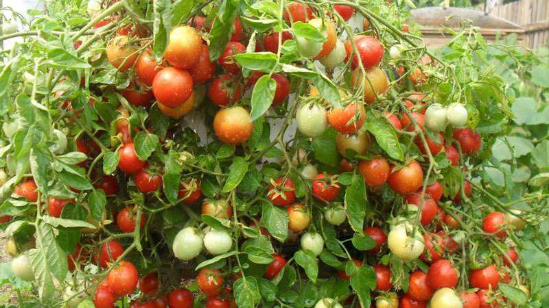 What are indeterminate and determinate varieties of tomatoes: differences between them, advantages and disadvantages