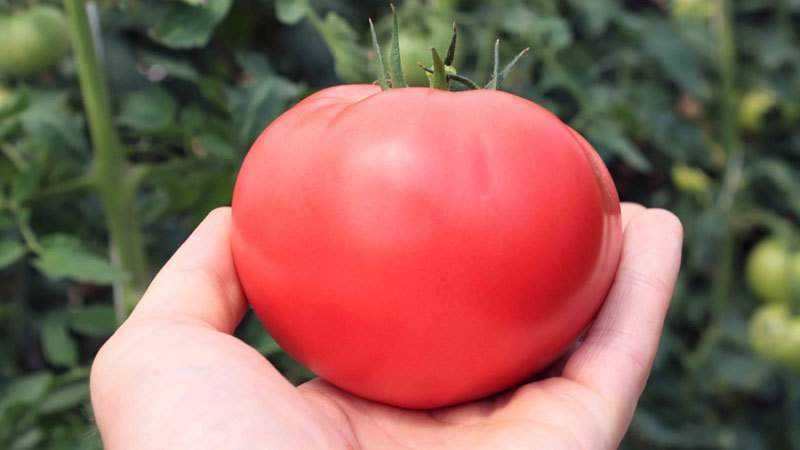 Where and how best to grow tomatoes Pink honey