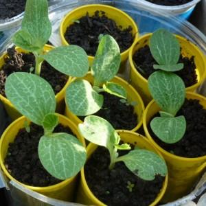 Where and how to properly plant zucchini seedlings: instructions from preparing seeds to transplanting young plants to the site