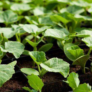 Where and how to properly plant zucchini seedlings: instructions from preparing seeds to transplanting young plants to the site