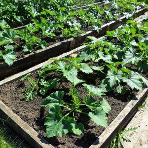 Where and how to properly plant zucchini seedlings: instructions from preparing seeds to transplanting young plants to the site