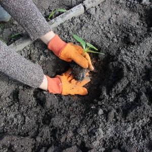 Where and how to properly plant zucchini seedlings: instructions from preparing seeds to transplanting young plants to the site