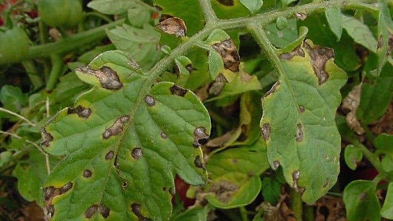 How to deal with late blight on tomatoes: best methods and practical tips
