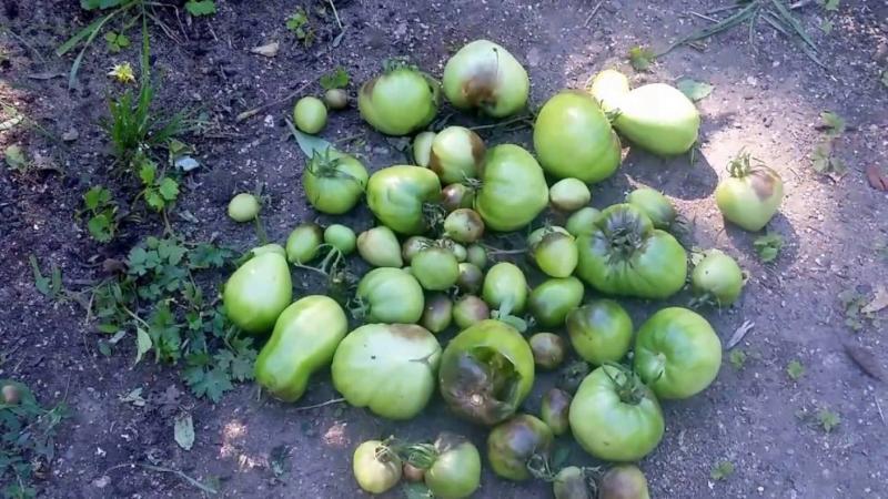 How to deal with late blight on tomatoes: best methods and practical tips