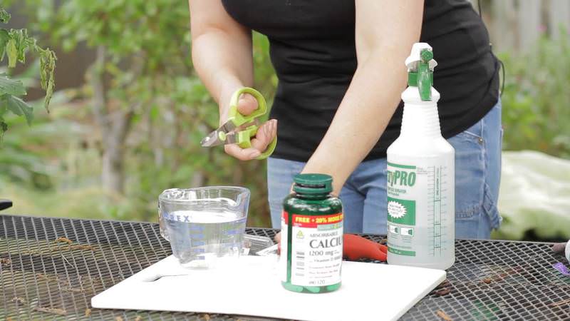 How to deal with late blight on tomatoes: best methods and practical tips