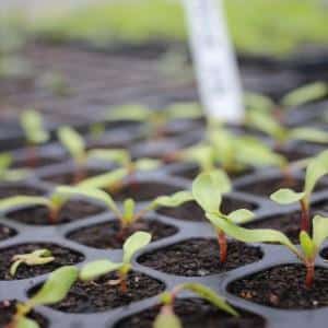 How and when to plant beets for seedlings: timing of sowing seeds and further care for them