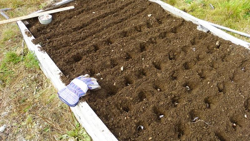 How to prepare beds for garlic before winter: step-by-step instructions for beginning farmers and advice from experienced colleagues