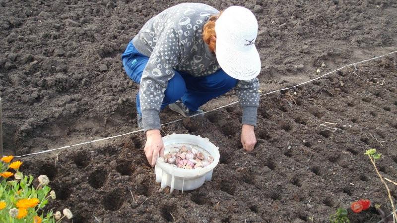 How to prepare beds for garlic before winter: step-by-step instructions for beginning farmers and advice from experienced colleagues