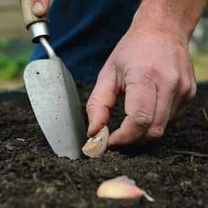 How to prepare beds for garlic before winter: step-by-step instructions for beginning farmers and advice from experienced colleagues