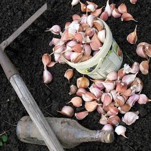 How to prepare beds for garlic before winter: step-by-step instructions for beginning farmers and advice from experienced colleagues