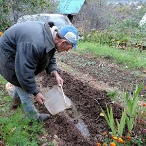 How to prepare beds for garlic before winter: step-by-step instructions for beginning farmers and advice from experienced colleagues