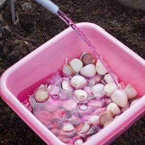 How to prepare beds for garlic before winter: step-by-step instructions for beginning farmers and advice from experienced colleagues