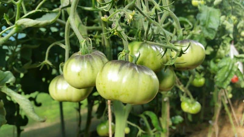 How to properly mulch tomatoes in a greenhouse with grass clippings and other materials