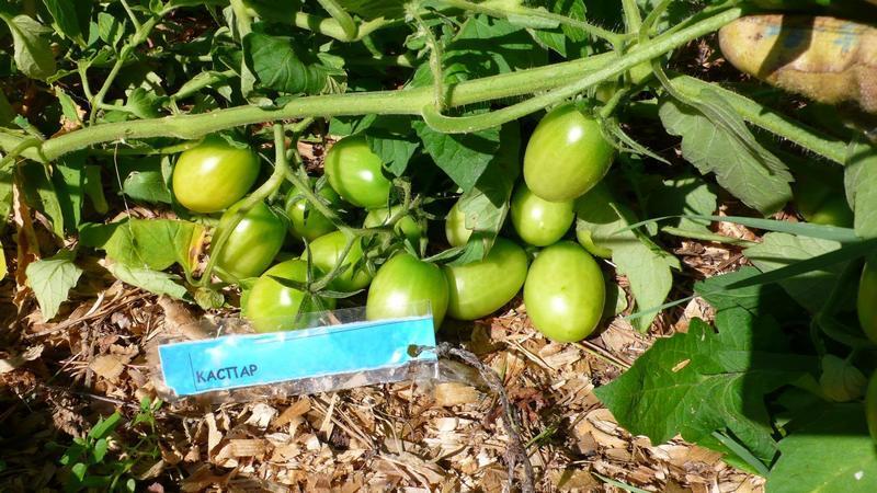 How to properly mulch tomatoes in a greenhouse with grass clippings and other materials