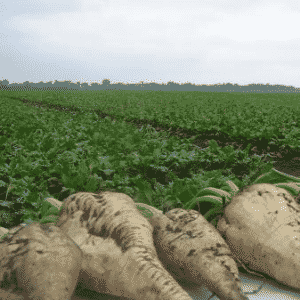 How to properly grow and when to collect beet seeds: step-by-step guide and important tips