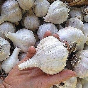 If you want to know how to grow large garlic in your garden, follow useful tips from experienced gardeners