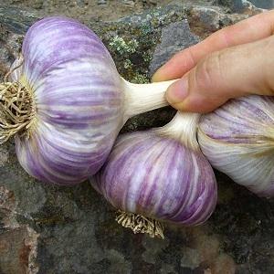 If you want to know how to grow large garlic in your garden, follow useful tips from experienced gardeners
