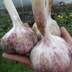 If you want to know how to grow large garlic in your garden, follow useful tips from experienced gardeners
