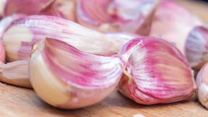 If you want to know how to grow large garlic in your garden, follow useful tips from experienced gardeners