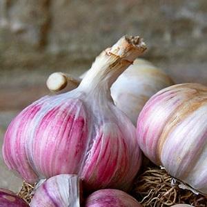 If you want to know how to grow large garlic in your garden, follow useful tips from experienced gardeners