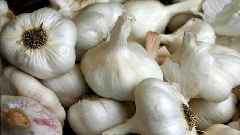 If you want to know how to grow large garlic in your garden, follow useful tips from experienced gardeners