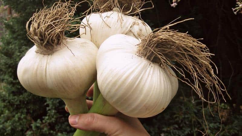 If you want to know how to grow large garlic in your garden, follow useful tips from experienced gardeners