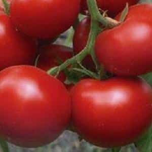The leader among early-ripening tomatoes, a favorite of farmers: Katyusha tomato, characteristics and description of the variety