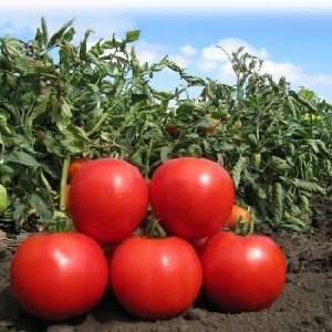 The leader among early-ripening tomatoes, a favorite of farmers: Katyusha tomato, characteristics and description of the variety
