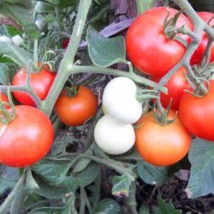 A favorite of domestic summer residents, the most unpretentious in care and at the same time high-yielding tomato Yablonka of Russia