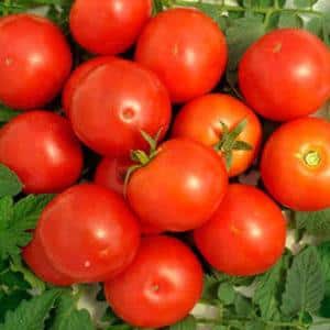A favorite of domestic summer residents, the most unpretentious in care and at the same time high-yielding tomato Yablonka of Russia