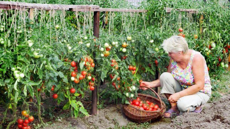 A favorite of domestic summer residents, the most unpretentious in care and at the same time high-yielding tomato Yablonka of Russia